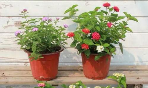 黑喵早期爆料视频大全最新,揭秘娱乐圈幕后真相  第3张